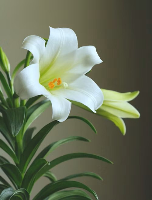 Easter lily flower — toxic to cats: contact your vet immediately if exposed